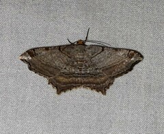 Macaria multilineata