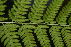 Microlepia speluncae