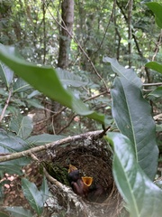 Thamnophilus ambiguus