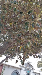 Ficus macrophylla