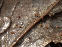 Sminthurides aquaticus