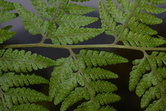 Microlepia speluncae