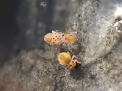 Sminthurides aquaticus