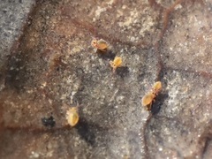 Sminthurides aquaticus