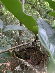 Thamnophilus ambiguus