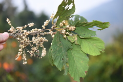 Primulaceae