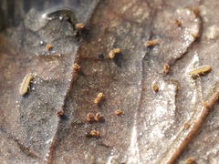 Sminthurides aquaticus