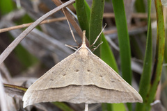 Epidesmia hypenaria