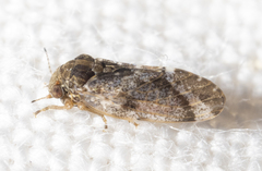 Pachypsylla celtidisvesicula