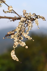 Primulaceae
