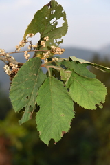 Primulaceae