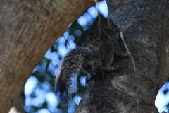 Sciurus colliaei