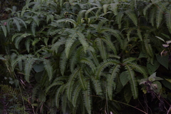 Dicranopteris linearis