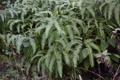 Dicranopteris linearis