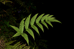 Pteris linearis