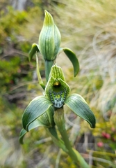 Chloraea viridiflora