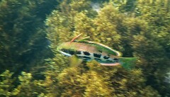 Heteroscarus acroptilus