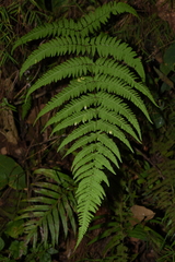 Macrothelypteris torresiana