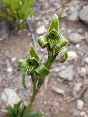 Chloraea viridiflora