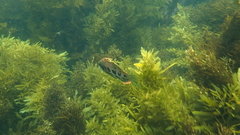 Heteroscarus acroptilus