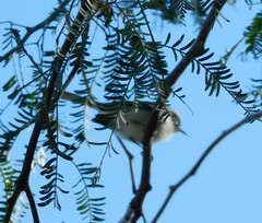 Polioptila