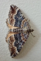 Hydriomena deltoidata