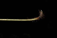 Macrothelypteris torresiana
