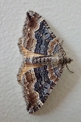 Hydriomena deltoidata
