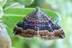 Hydriomena deltoidata