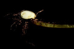 Macrothelypteris torresiana