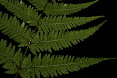 Macrothelypteris torresiana