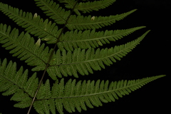 Macrothelypteris torresiana