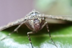 Hydriomena deltoidata