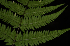 Macrothelypteris torresiana