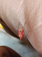 Dysdercus fuscomaculatus