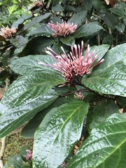 Clerodendrum quadriloculare