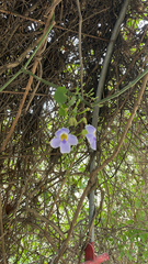 Thunbergia grandiflora
