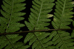 Macrothelypteris torresiana