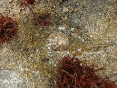 Cellana ornata