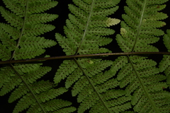 Macrothelypteris torresiana
