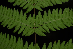 Macrothelypteris torresiana