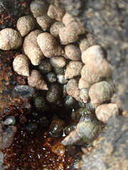 Austrolittorina cincta