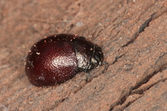 Chrysolinina
