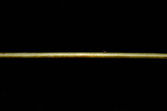 Macrothelypteris torresiana