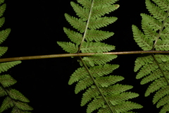 Macrothelypteris torresiana