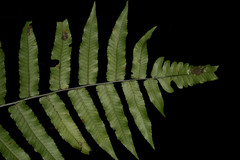 Diplazium esculentum