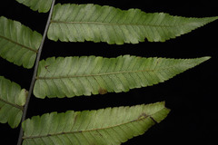 Diplazium esculentum