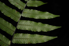 Diplazium esculentum