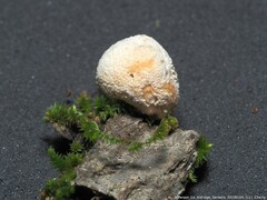 Bryoperdon acuminatum