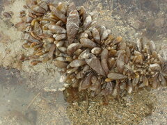 Adenocystis utricularis